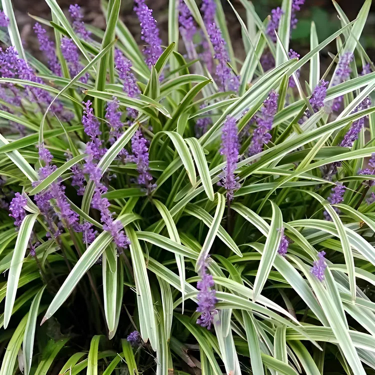 金边麦冬草苗植物基地直销盆栽花园花镜庭院多年生地被庭院绿化