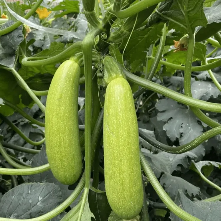 云南 新鲜西葫芦 蔬菜三月瓜 菜瓜 七叶瓜角瓜 农家自种现摘现发 