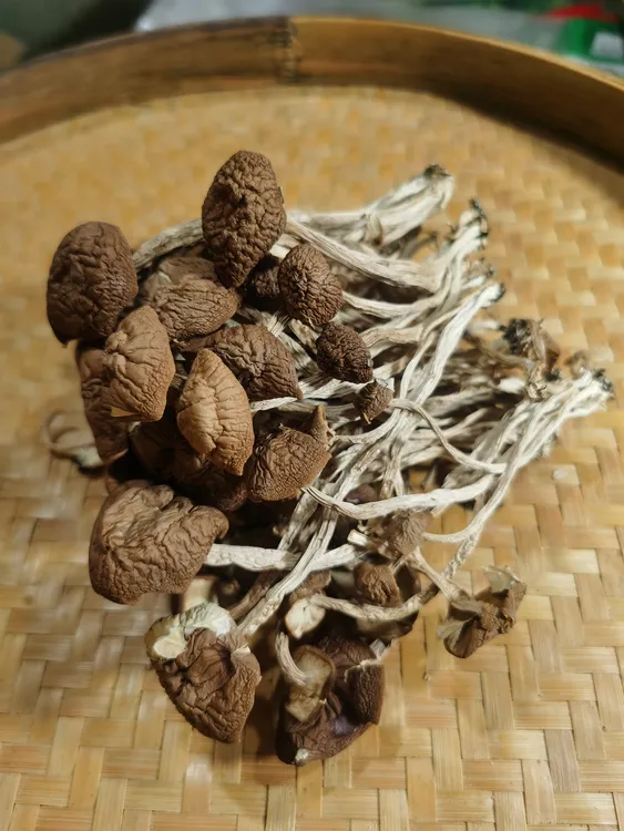 不开伞茶树菇干货