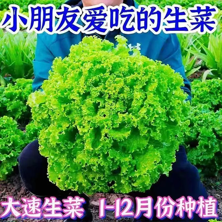 包邮4包高产生菜种子四季播种生菜耐寒易种植可盆栽水培生吃