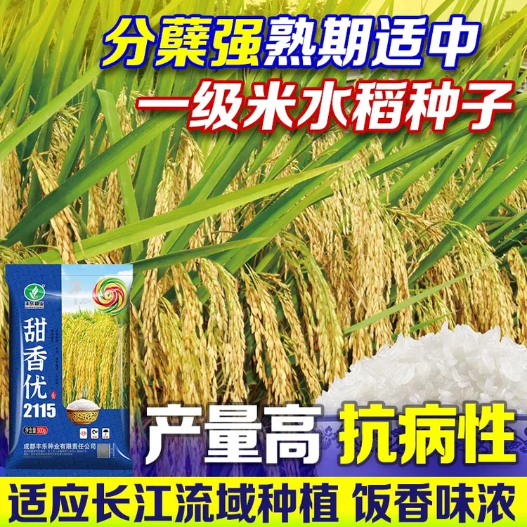 国审甜香优2115水稻种水稻种子高产水稻种子水稻种植稻谷种子