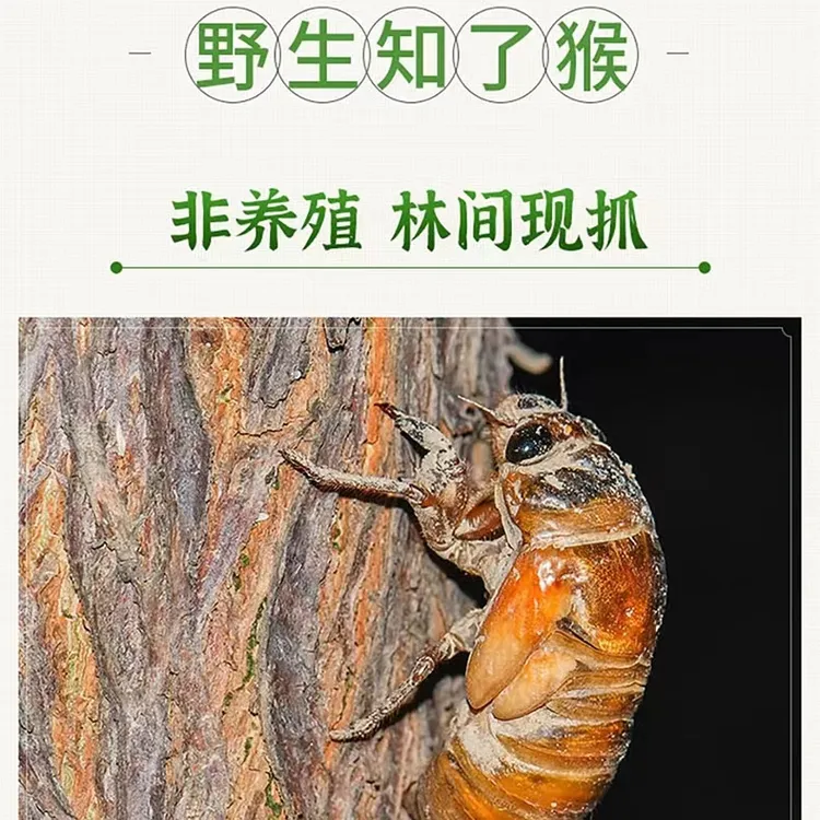 老树金蝉链接，品质始终如一，老客回购链接