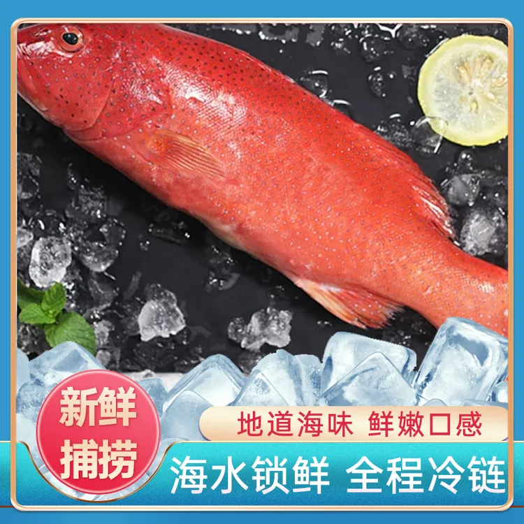 野生南海速冻锁鲜钓口手捕东星斑海鲜水产海捕石斑海鲜
