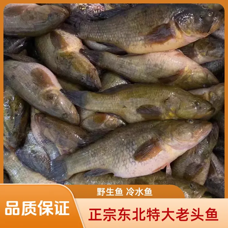 东北特产黑龙江老头鱼鲜活冷冻新鲜山胖头开江冷水鱼3斤包邮