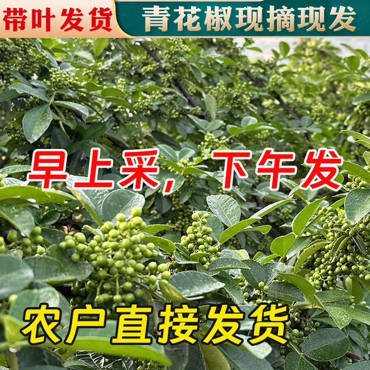 正宗四川特产新鲜青花椒新鲜食用特麻生鲜花椒江津九叶青汉源带叶