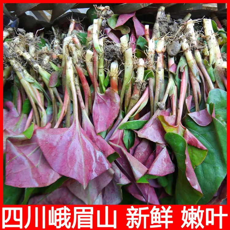 折耳根嫩叶 鱼腥草新鲜 四川特产现挖时令蔬菜 节节根