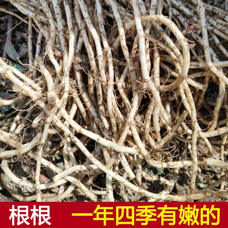 嫩根  四川折耳根 新鲜鱼 腥草 1-5斤侧耳根四川特产节节根猪鼻孔