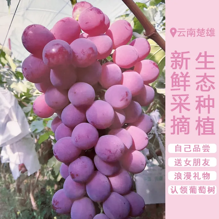 【认购一颗葡萄树】云南原产红提葡萄园基地种植多汁饱满新鲜