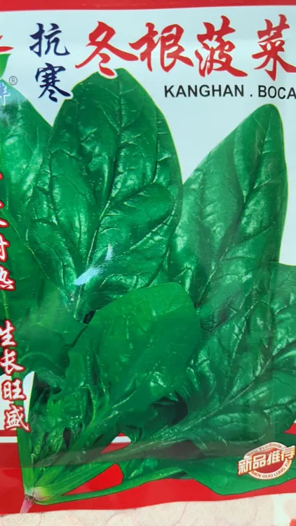抗寒冬根菠菜50克