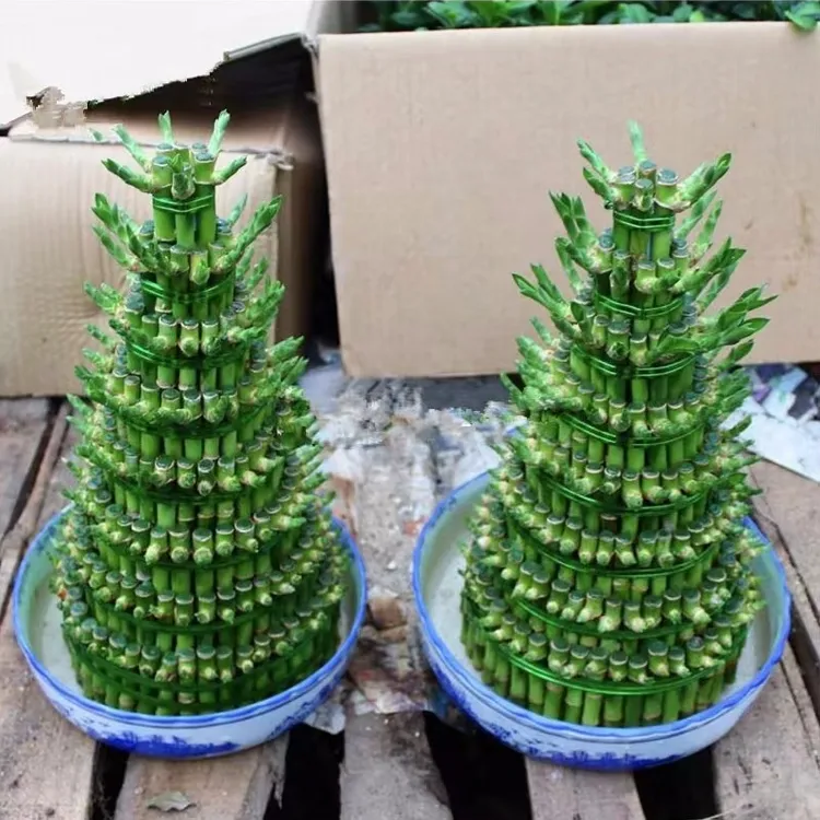 竹塔观叶盆栽组合节节高水培富贵竹子客厅卧室茶几客厅绿植大盆栽