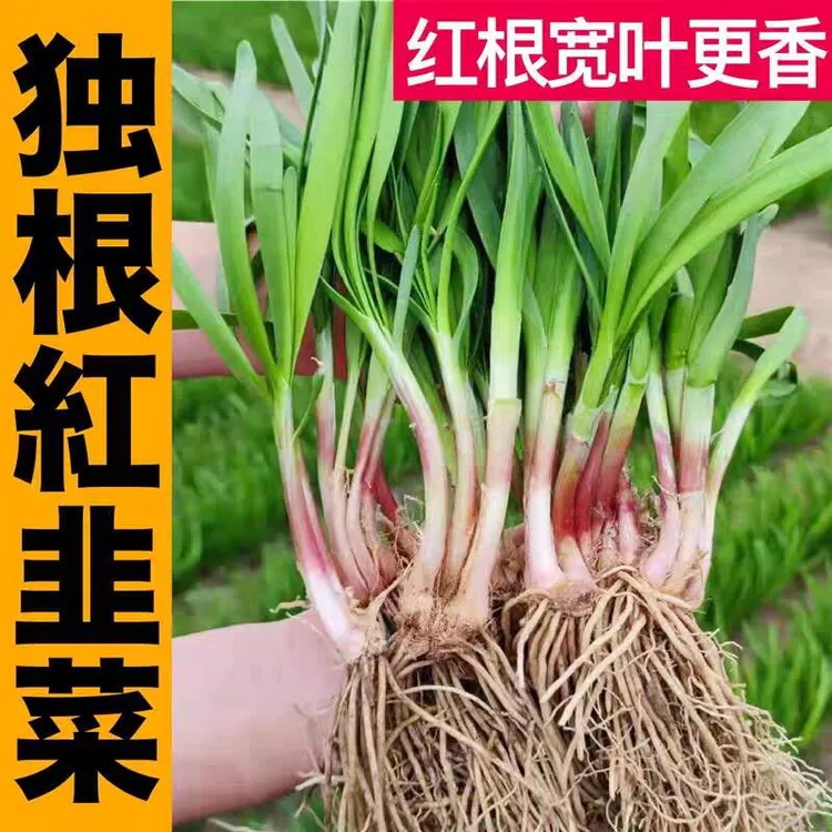 韭菜根当年新根盆栽四季粗根红根韭菜菜园庭院阳台