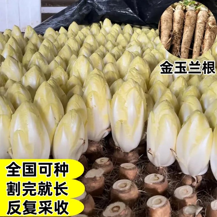 四季盆栽金玉兰菜种子软化菊苣玉兰菜根