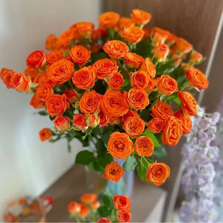 【新手必备】橙色芭比玫瑰，可做鲜花，可做干花(少量掉头，介意勿拍)