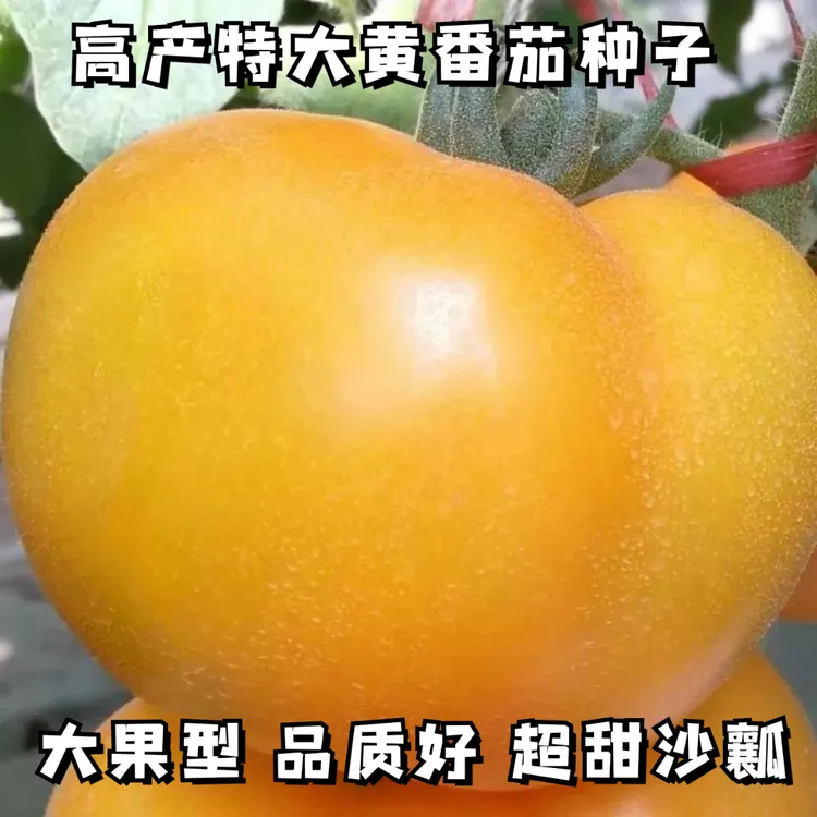 四季高产黄色大西红柿种子沙瓤黄番茄种子老品种阳台盆栽蔬菜种子