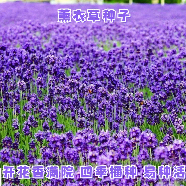 新疆西藏包邮薰衣草种子狭叶普罗旺斯花种四季种庭院驱蚊香草阳台