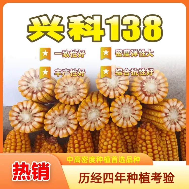兴科138 能稀能密高产稳产玉米种