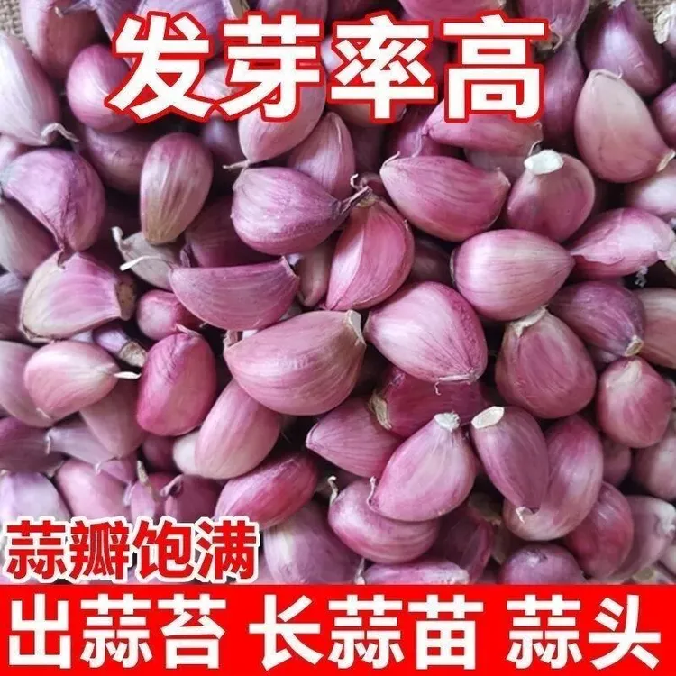 【可吃可种】紫皮大蒜种瓣5斤包邮金乡大蒜1/3斤农家自种手工挑选