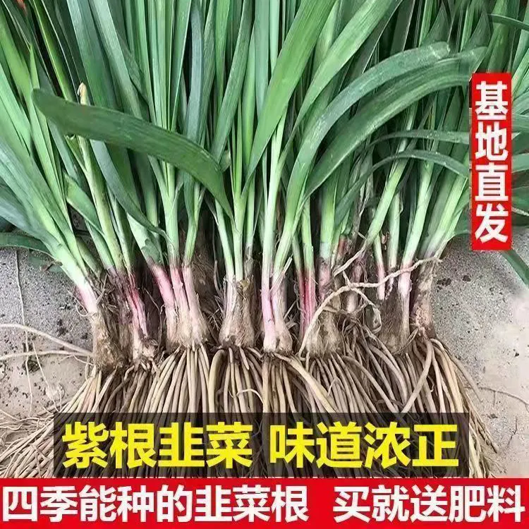 新韭菜根苗现挖紫红根宽叶阳台盆栽四季种菜韭菜籽苗韭菜根种植