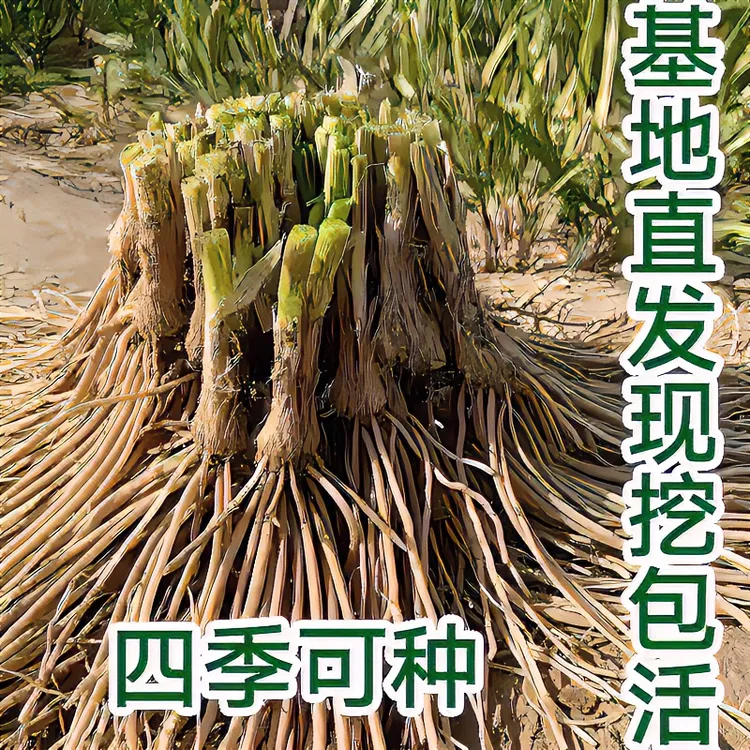 新韭菜根苗现挖紫红根宽叶阳台盆栽四季庭院种菜韭菜籽苗韭菜根