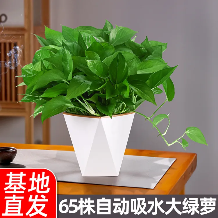 绿萝盆栽室内客厅桌面办公室绿植水培植物室内绿箩高档除甲醛盆栽