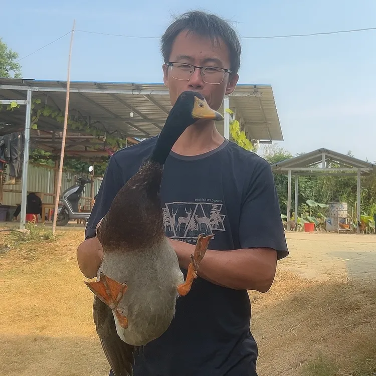 [小虾米农场]武汉农家土鸭，吃草吃粮食的放养鸭肉。健康0添加