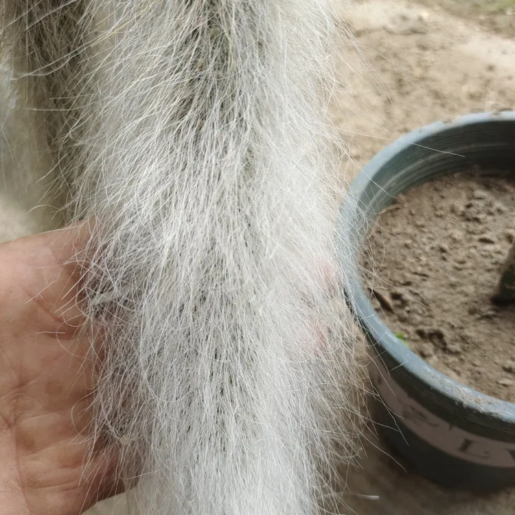 九尾胡 猴尾 进口长白毛 无根枝条
