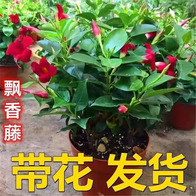 带花苞飘香藤四季开花庭院爬藤植物浓香型花卉室内阳台