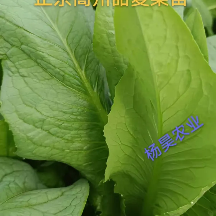广东高州甜麦菜四季蔬菜带头带泥急速发货绿色软口麦菜