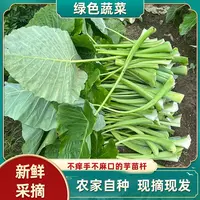芋苗杆农家新鲜广菜芋蒙杆包邮现摘现发广西可腌制酸菜