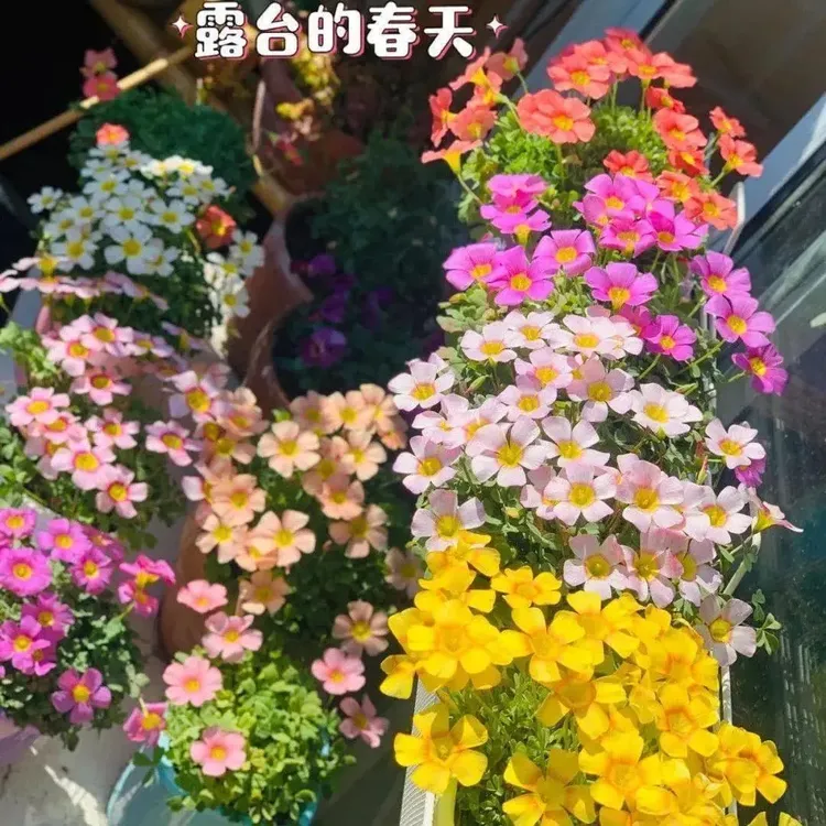 好养的酢浆草红花球根庭院花卉植物阳台盆栽黄花四季开花耐热耐寒