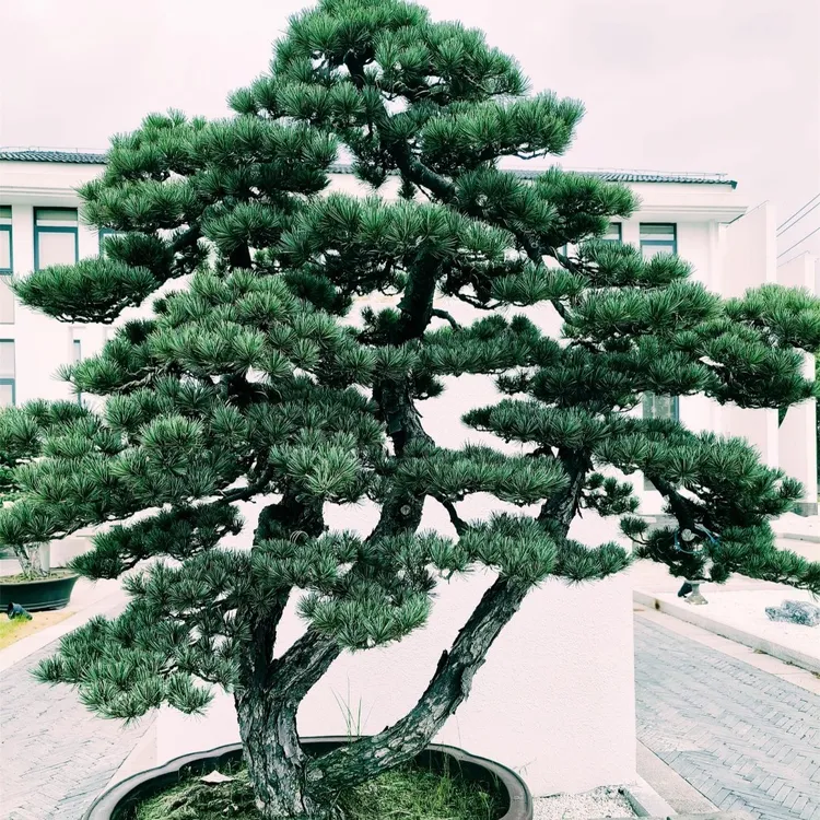 罗汉松地景喜阴喜水，适合盆栽地栽，适合庭院别墅摆放