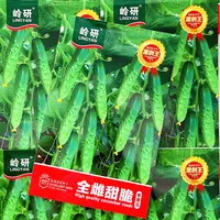 全雌黑刺绿瓤甜脆香黄瓜种子