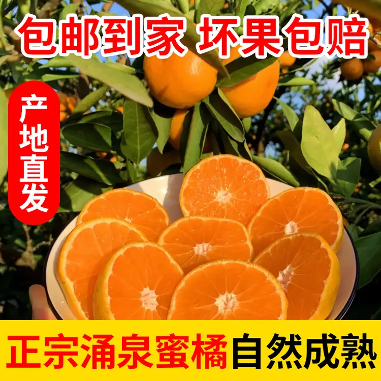 台州临海涌泉高山蜜桔无核宫川新鲜水果皮薄多汁新鲜采摘现摘现发