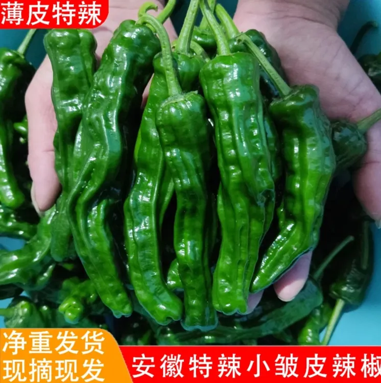 安徽新鲜特辣香辣薄皮小皱皮辣椒螺丝椒自种农产品辣子鸡