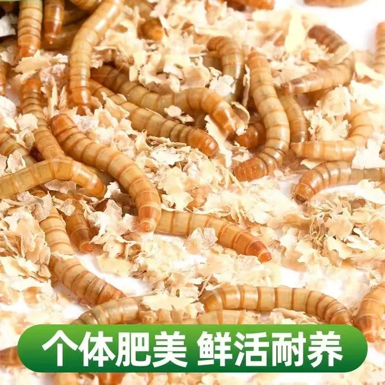 售优质绿色营养肥美面包虫1斤+半斤麦麸包邮包活大麦虫活虫