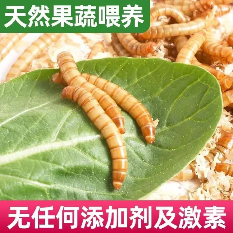 优质面包虫龟鱼鸟鸡鸭鹅仓鼠刺猬狐獴蜜袋鼯蜥蜴蜘蛛蝈蝈都很爱吃