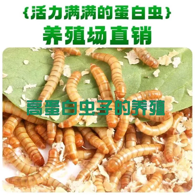 优质面包虫，绿色营养，高蛋白，能量满满，萌宠必吃。大麦虫