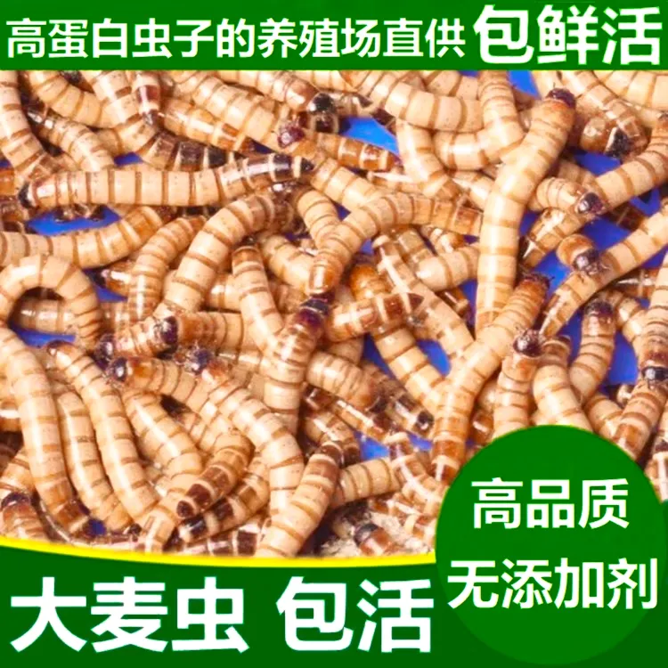 售优质大麦虫1斤送麦麸镊子饲养指南包邮包活，高营养高蛋白