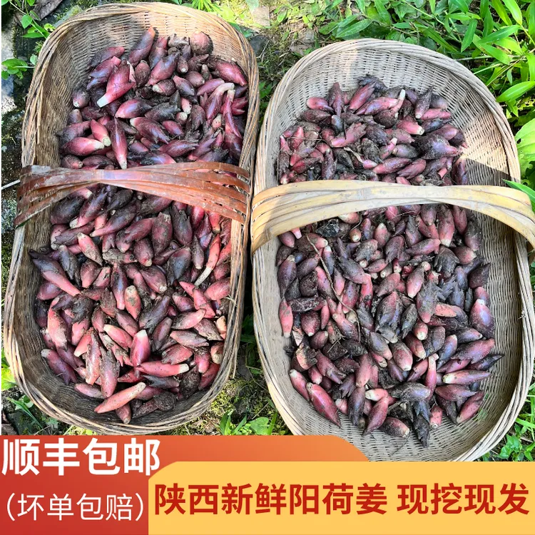 陕西岚皋阳荷姜3/6斤现挖新鲜洋荷姜当季农家蔬菜茗荷洋河洋火姜