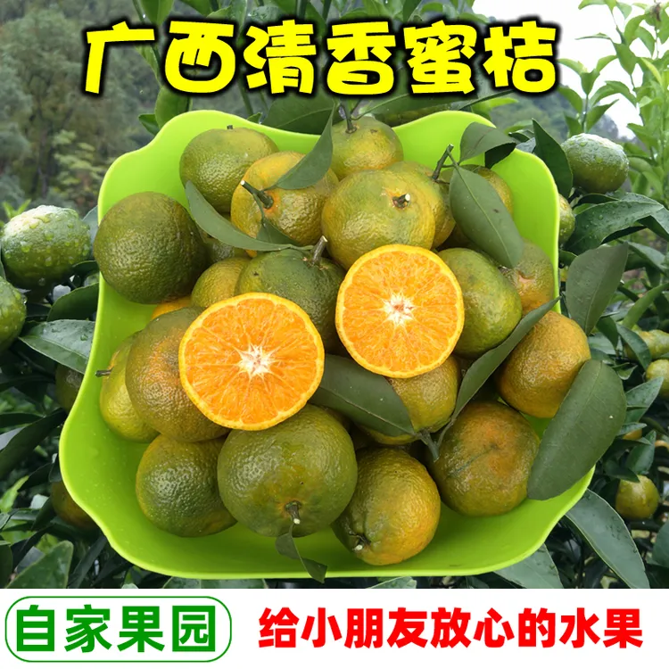 广西桂林清香蜜桔纯甜无酸巴西柑初恋果越南茶橘应季水果