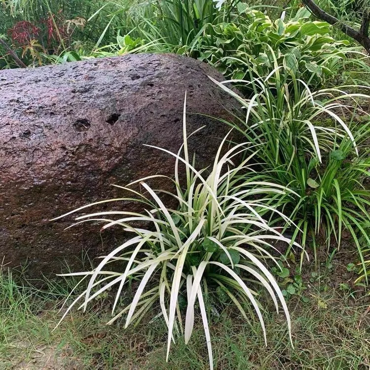 英国山麦冬啤酒花境植物观赏草水生植物阳台四季常青耐热耐寒