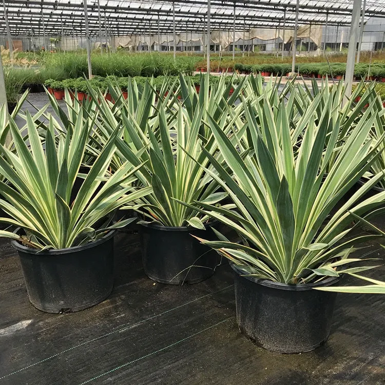 金边凤尾兰龙舌兰花镜植物庭院花园盆栽多年生宿根花卉四季绿植