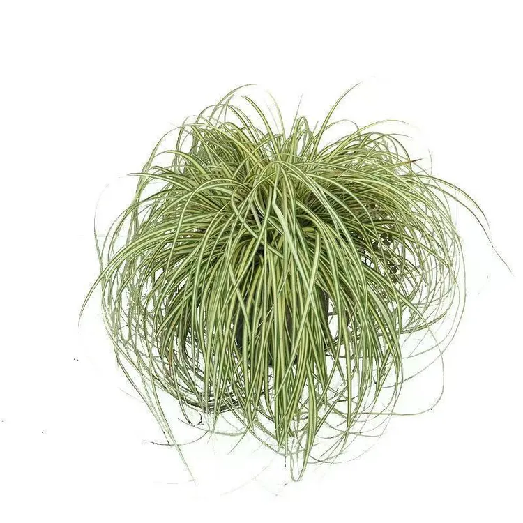 金丝苔草金叶苔草耐寒耐热花境搭配多年生花园庭院线条感花材好看