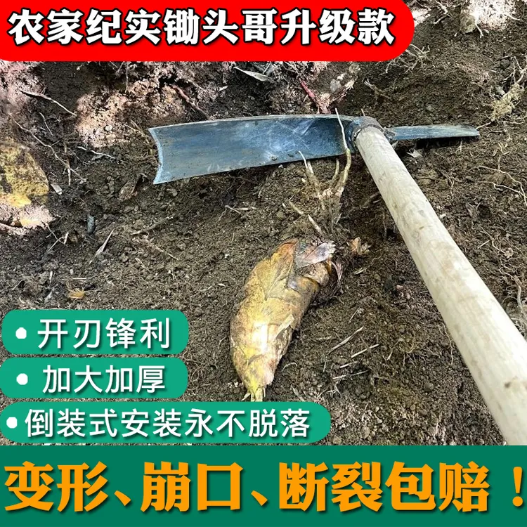 手工锻打挖笋专用锄头冬笋竹笋专业工具户外多功能农具加厚挖笋
