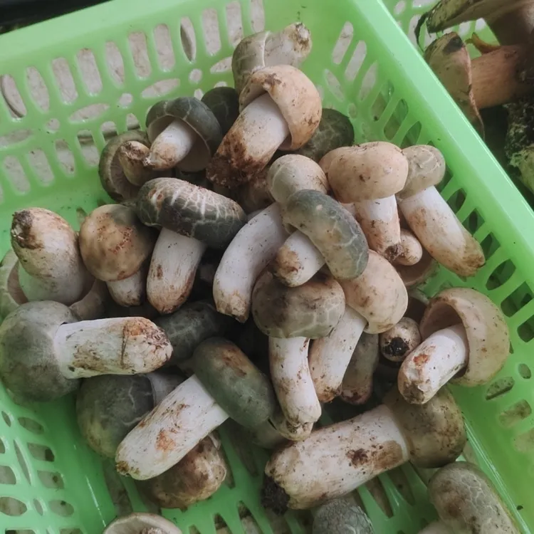 云南马龙精选新鲜青头菌 