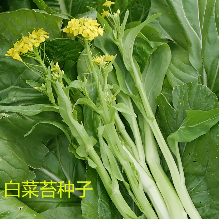 白菜苔种子菜种种籽苔菜四季菜心菜苔孔雀菜种子秋播南方发芽种植