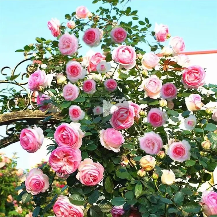 混色爬藤花种子庭院花海四季开花好养易活阳台盆栽花卉红黄刺梅花