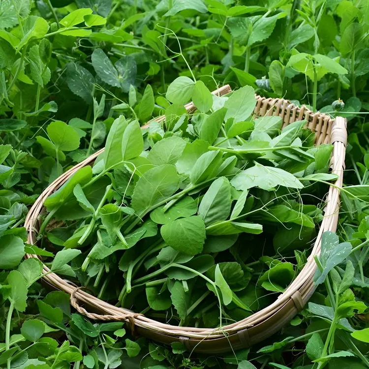 豌豆尖豌豆苗豌豆苗籽四季蔬菜种子春秋季简单易种豌豆苗种子好吃