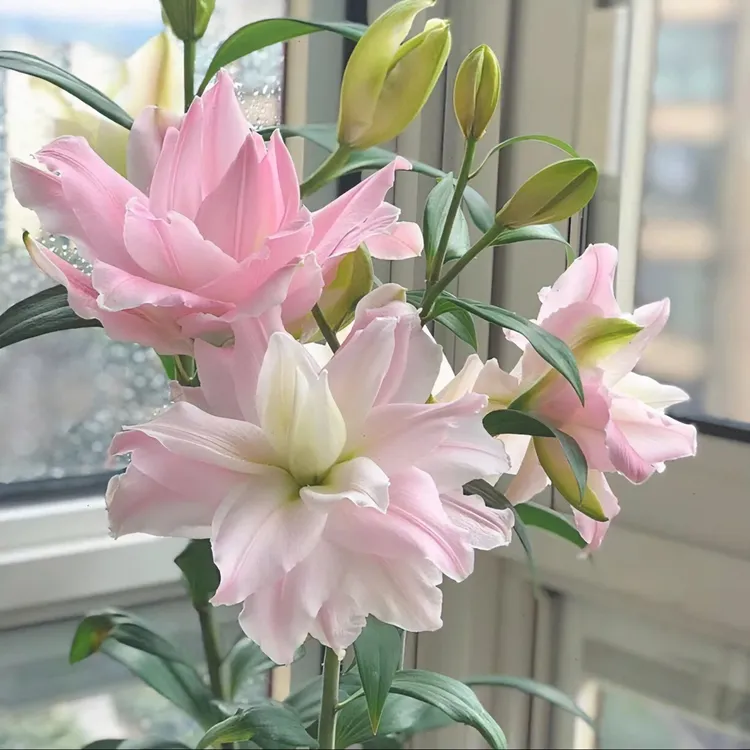 百合种球百合浓香型花卉类盆栽花种大球香水百合重瓣种球四季粉色