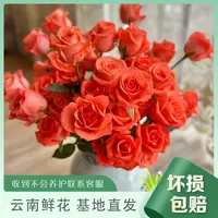 粉色影星单头玫瑰 云南基地直发鲜花家庭客厅卧室插花